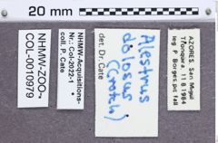 Etiketten zu Alestrus dolosus (NHMW-ZOO-COL-0010979)